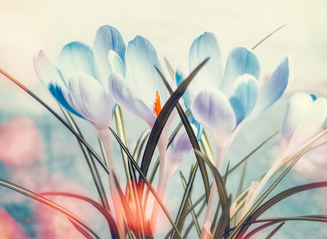 Flower Essence Image